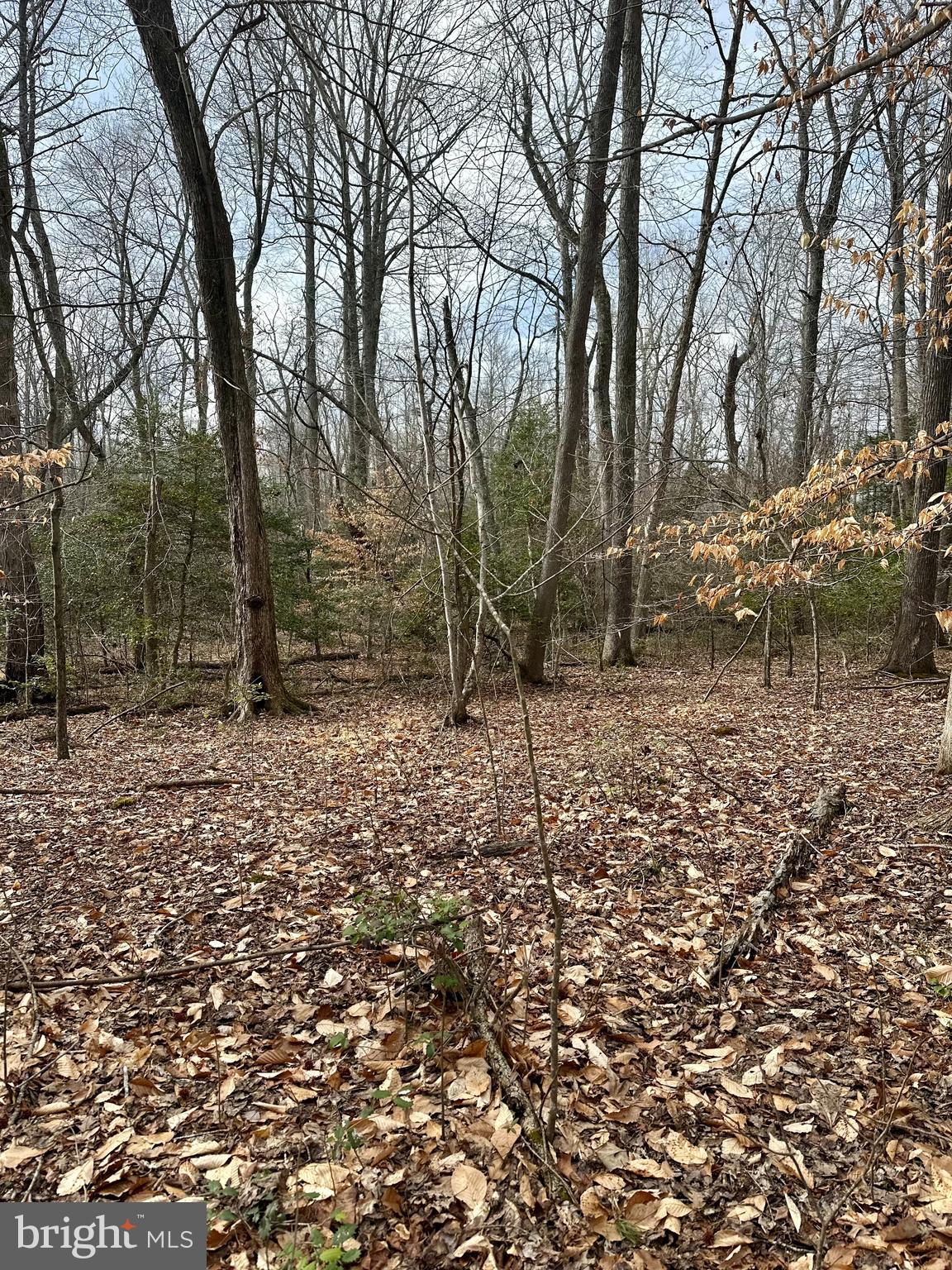 9680 Adams Willett Road Nanjemoy, MD 20662 - Photo 7 of 12