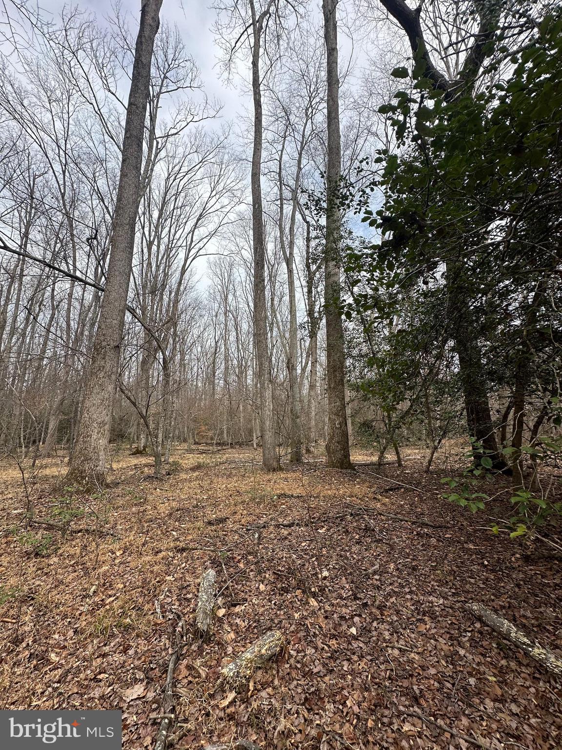 9680 Adams Willett Road Nanjemoy, MD 20662 - Photo 8 of 12