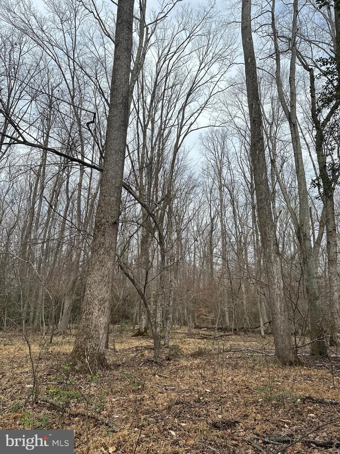 9680 Adams Willett Road Nanjemoy, MD 20662 - Photo 9 of 12