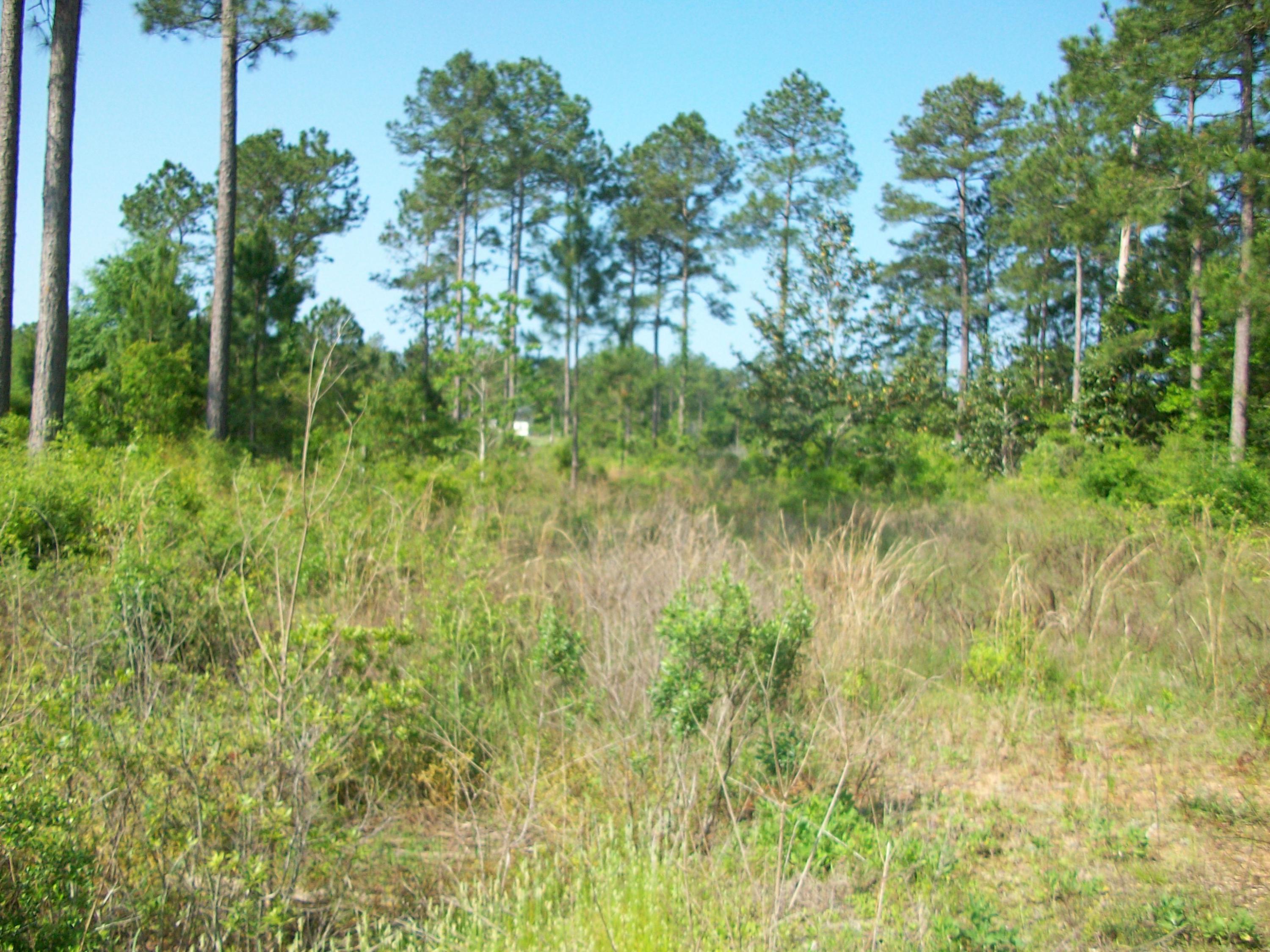 None Ruckel Drive DeFuniak Springs, FL 32433 - Photo 1 of 3 101_0788