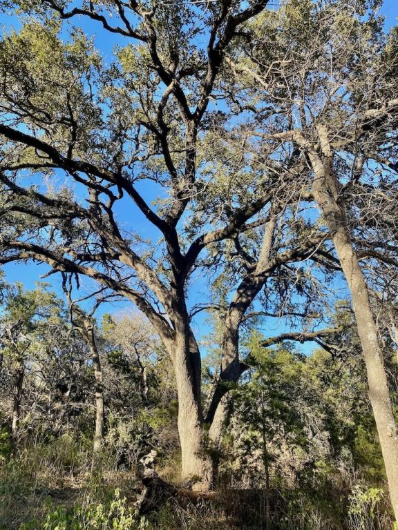 1081 Clark Cove Road Buda, TX 78610 - Photo 11 of 14