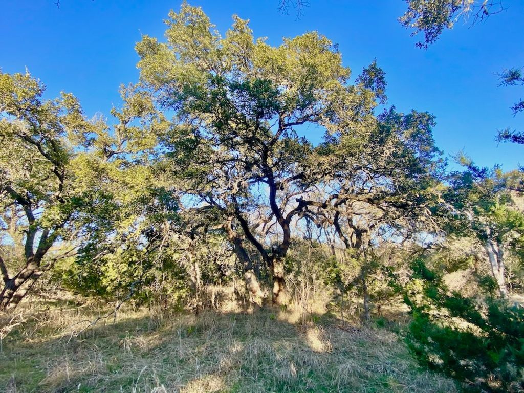 1081 Clark Cove Road Buda, TX 78610 - Photo 2 of 14 a view of a tree