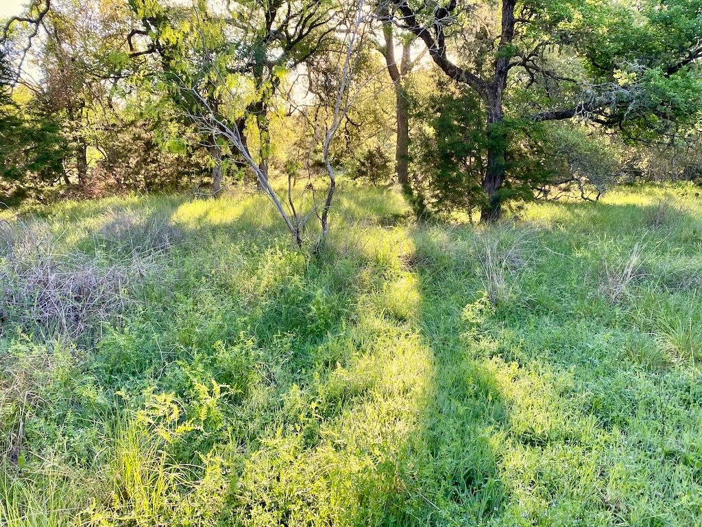 1081 Clark Cove Road Buda, TX 78610 - Photo 3 of 14 a view of a yard
