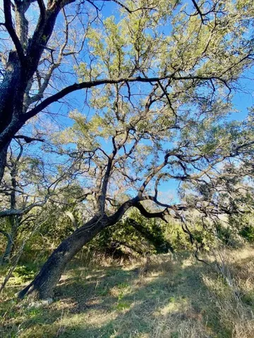 a view of a tree with a yard
