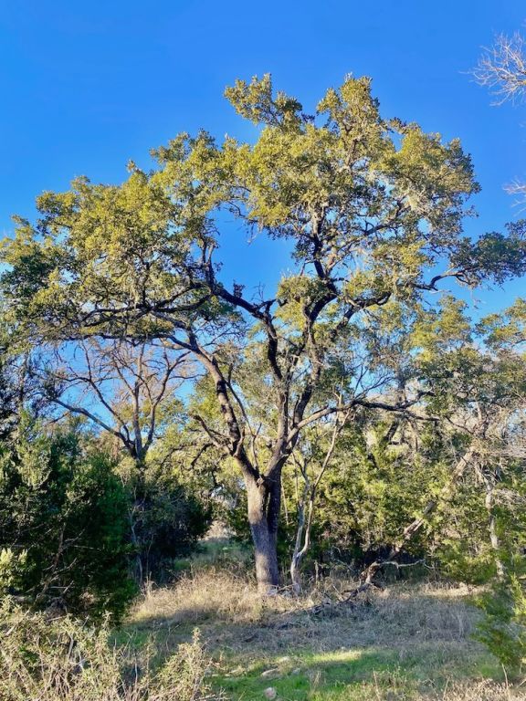 1081 Clark Cove Road Buda, TX 78610 - Photo 7 of 14 a view of a tree with a yard