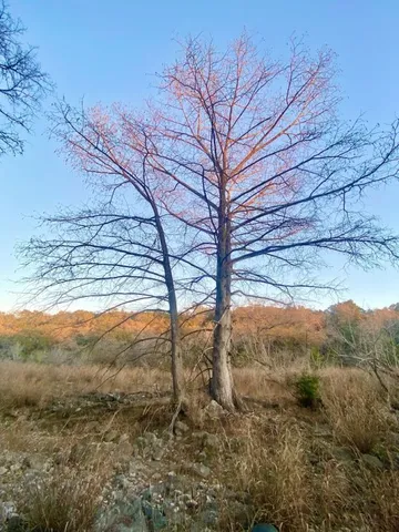 a view of mountain view with lots of trees