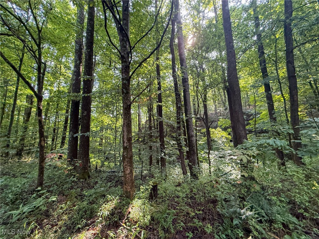 273 Twp Road Shawnee, OH 43782 - Photo 9 of 27 View of woods
