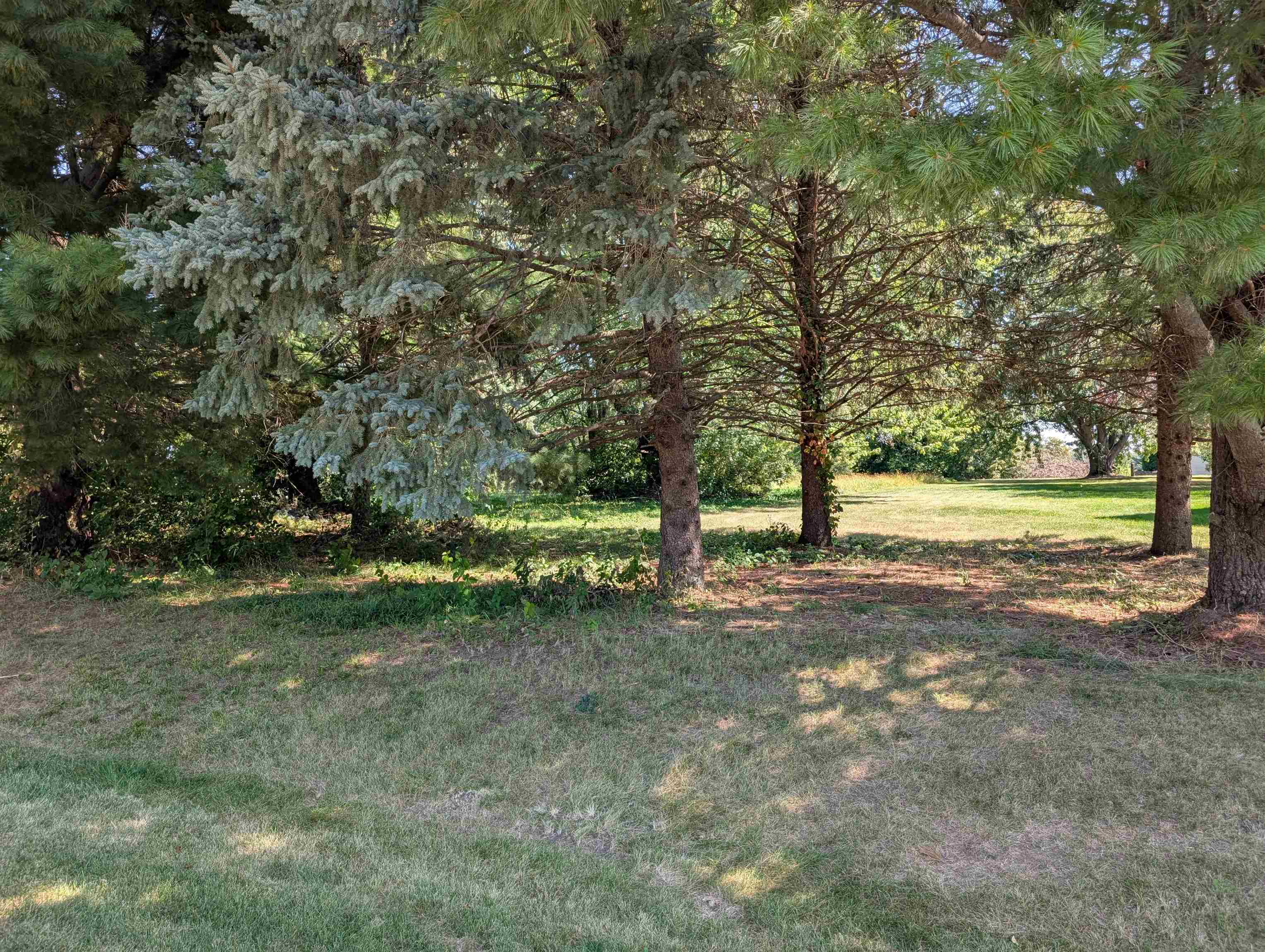 a view of a tree in a yard