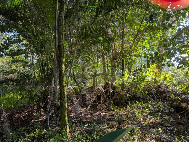 a close up of a plant in a garden