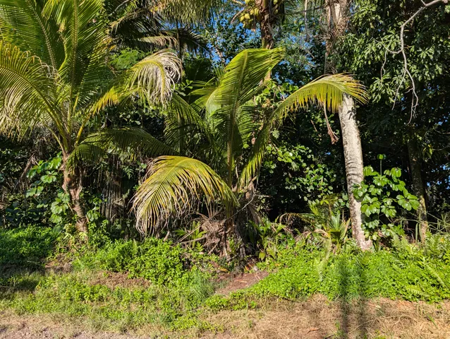 a view of a lush green forest