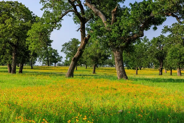 $995,000 | 0 Ranch Road 965, Fredericksburg, TX 78624