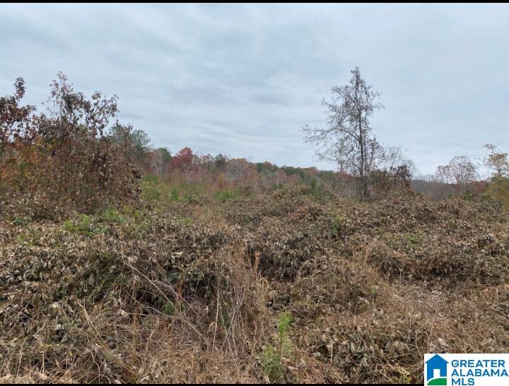 County Road, Unit 486 Roanoke, AL 36274 - Photo 12 of 13