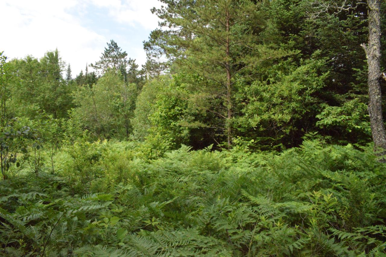 Lot 10 Pelican Ranch Road Rhinelander, WI 54501 - Photo 4 of 4 Gallery Image 4