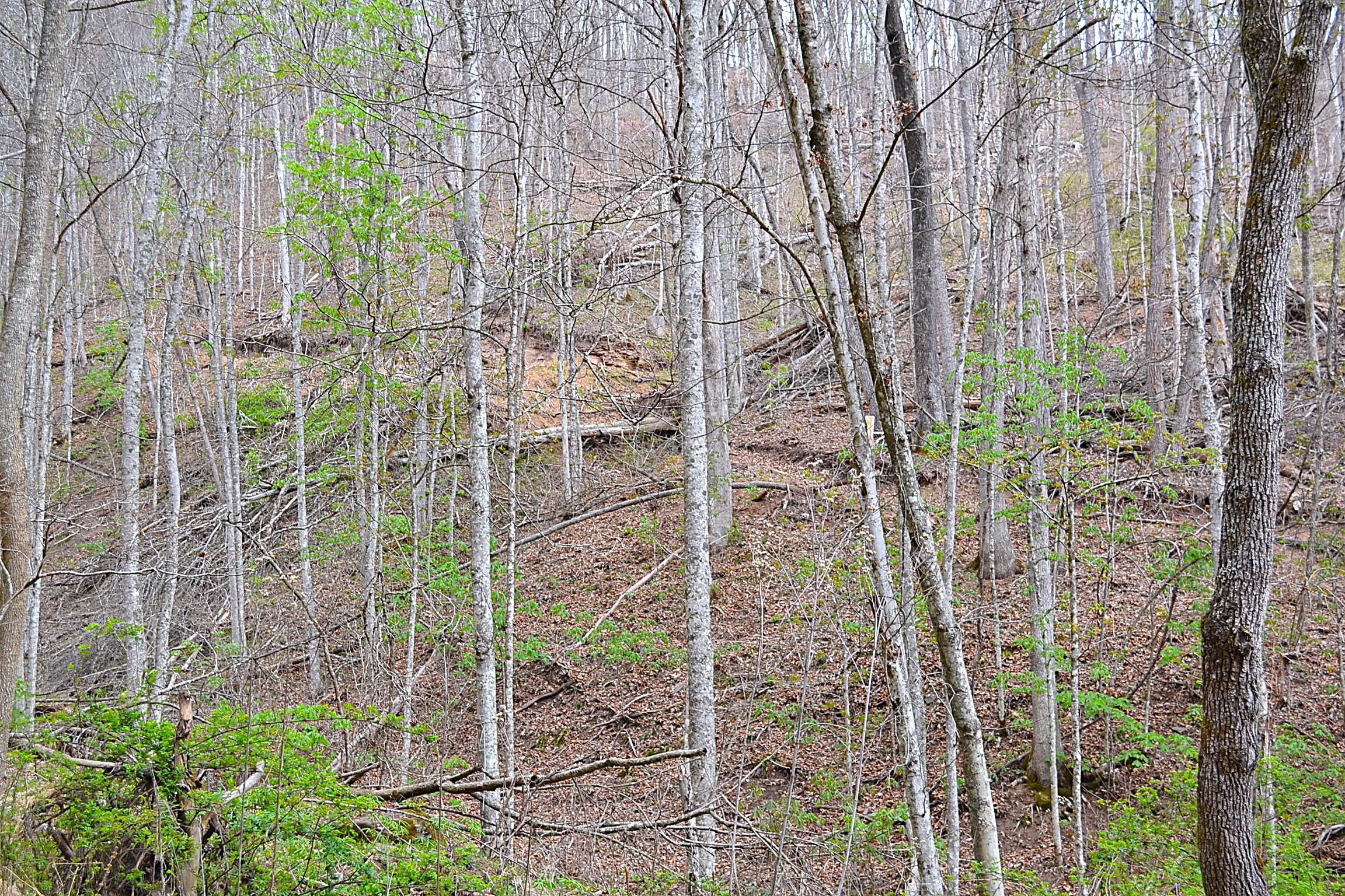 Land View