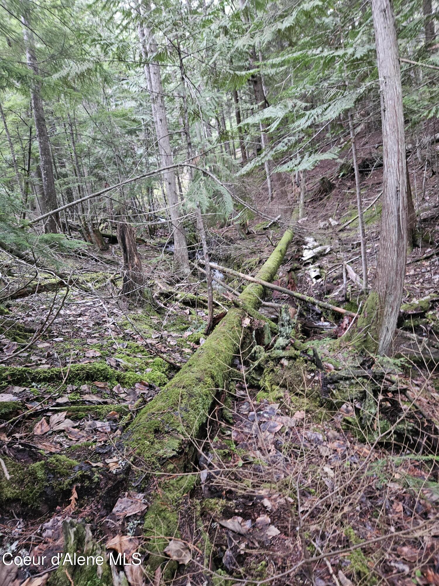 940 Sled Run Trail Clark Fork, ID 83811 - Photo 4 of 39 20250402_175408