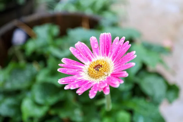 a view of a patio with a table chairs and a backyard