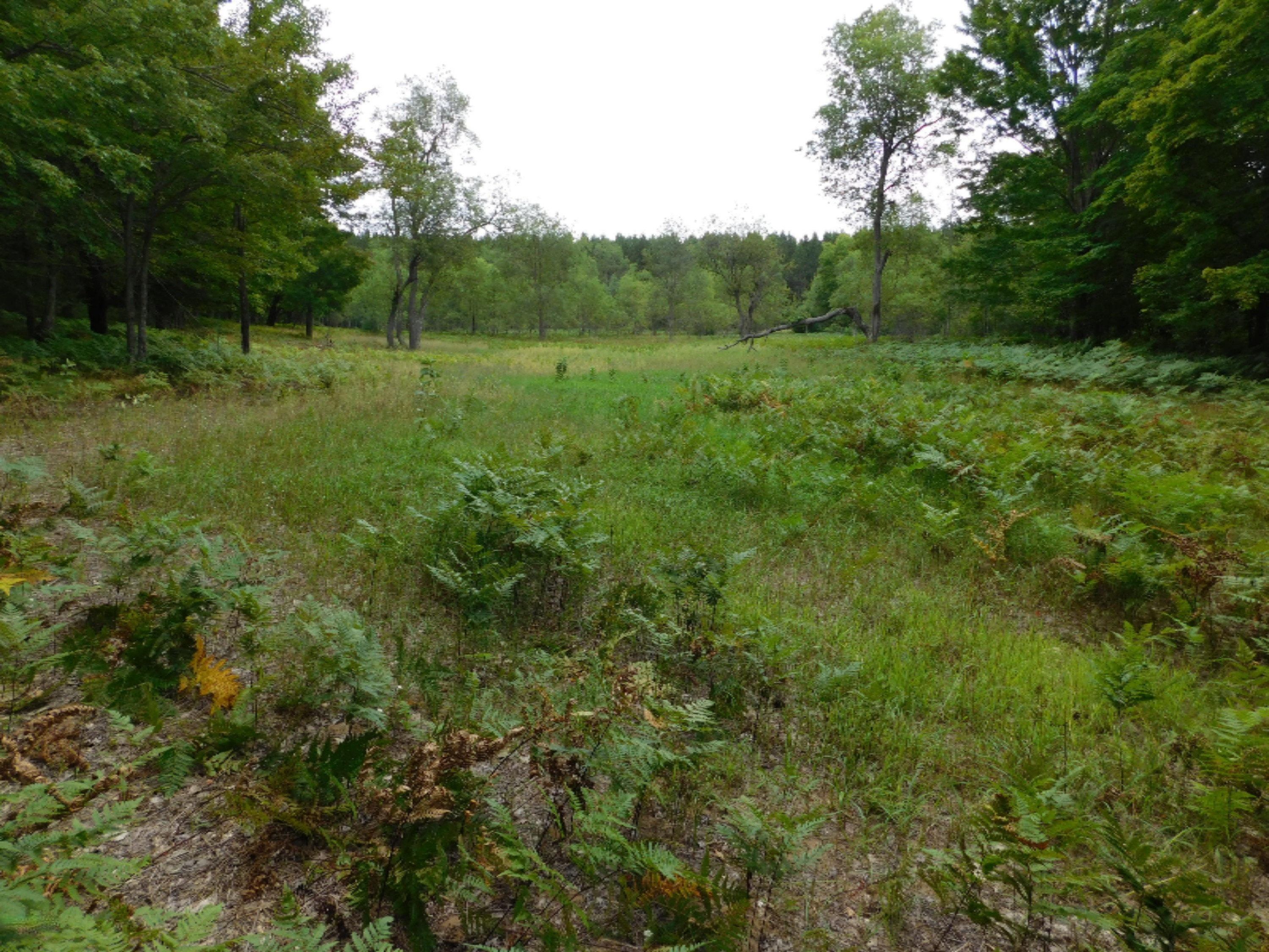 4810 Old Vanderbilt Road Vanderbilt, MI 49795 - Photo 1 of 33 DSCN3283