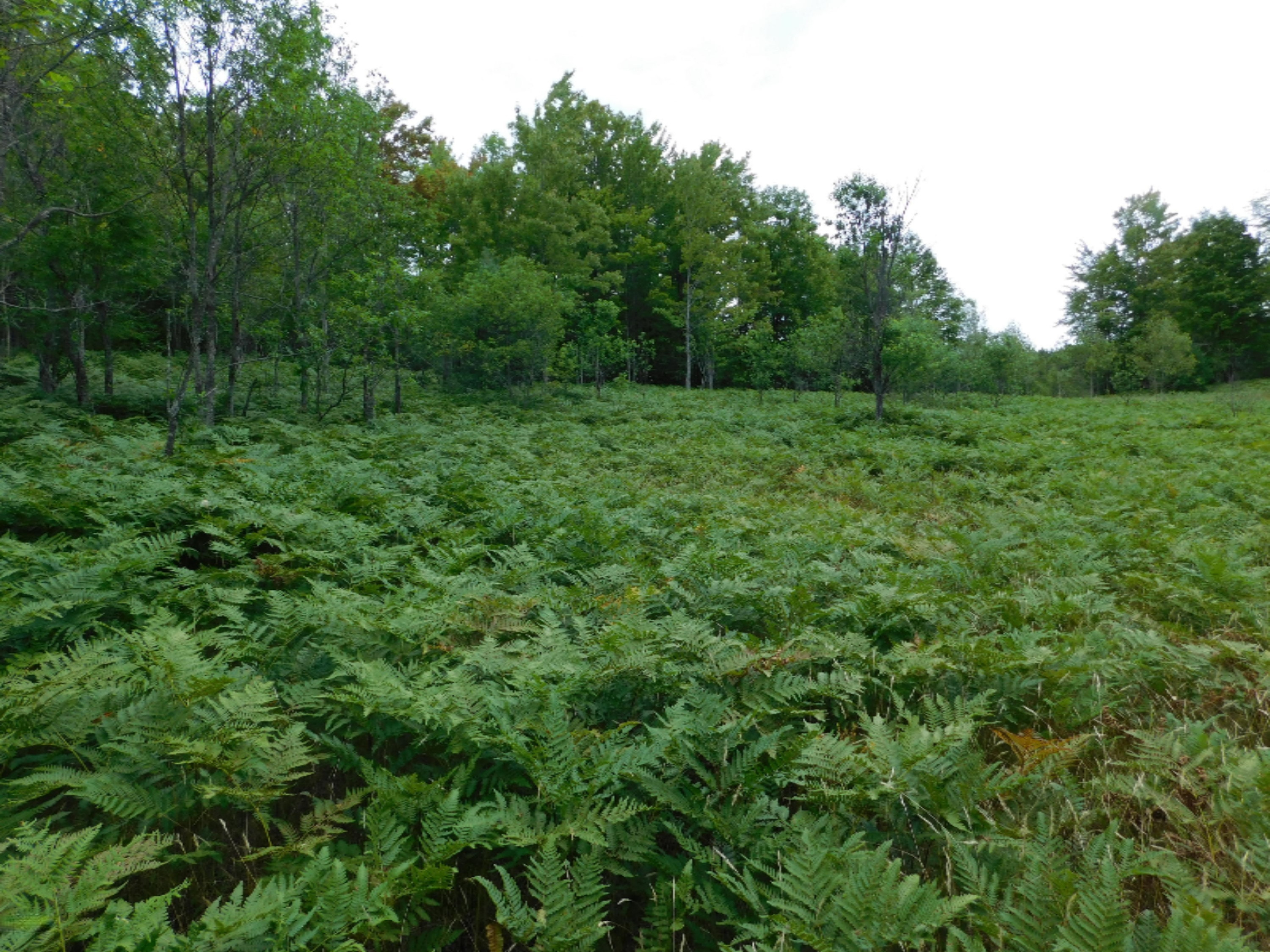 4810 Old Vanderbilt Road Vanderbilt, MI 49795 - Photo 12 of 33 DSCN3288
