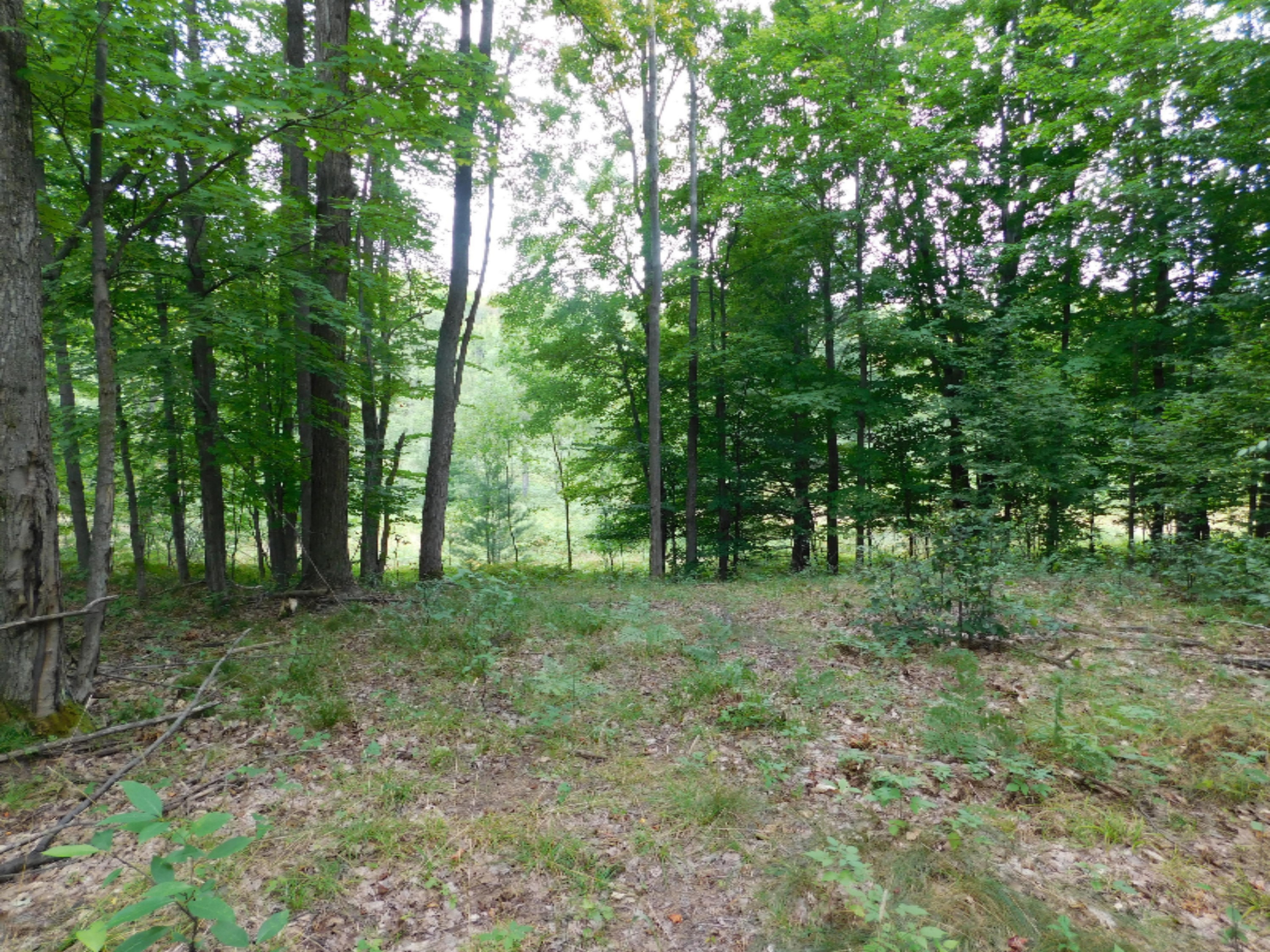 4810 Old Vanderbilt Road Vanderbilt, MI 49795 - Photo 13 of 33 DSCN3290