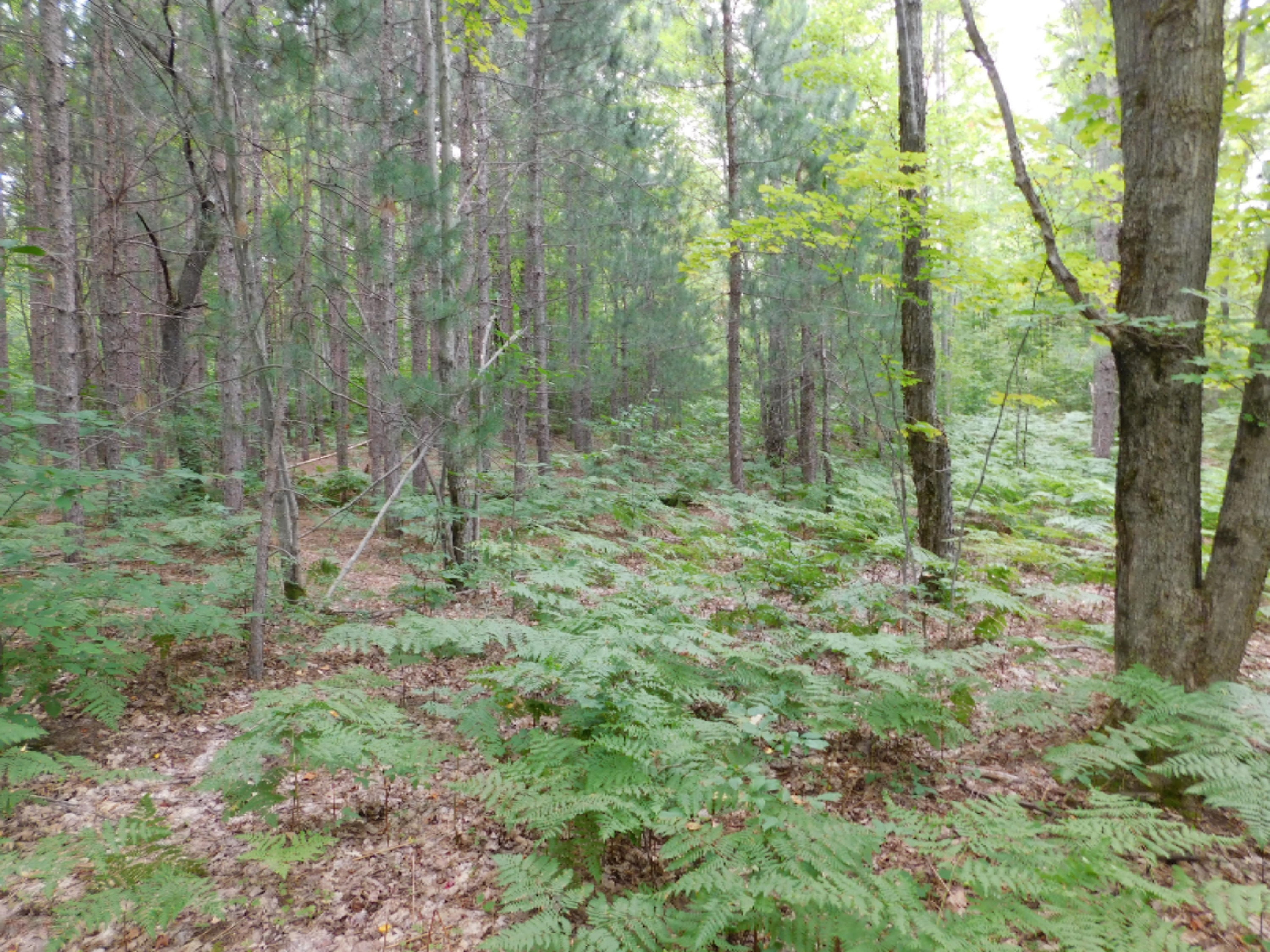 4810 Old Vanderbilt Road Vanderbilt, MI 49795 - Photo 14 of 33 DSCN3291