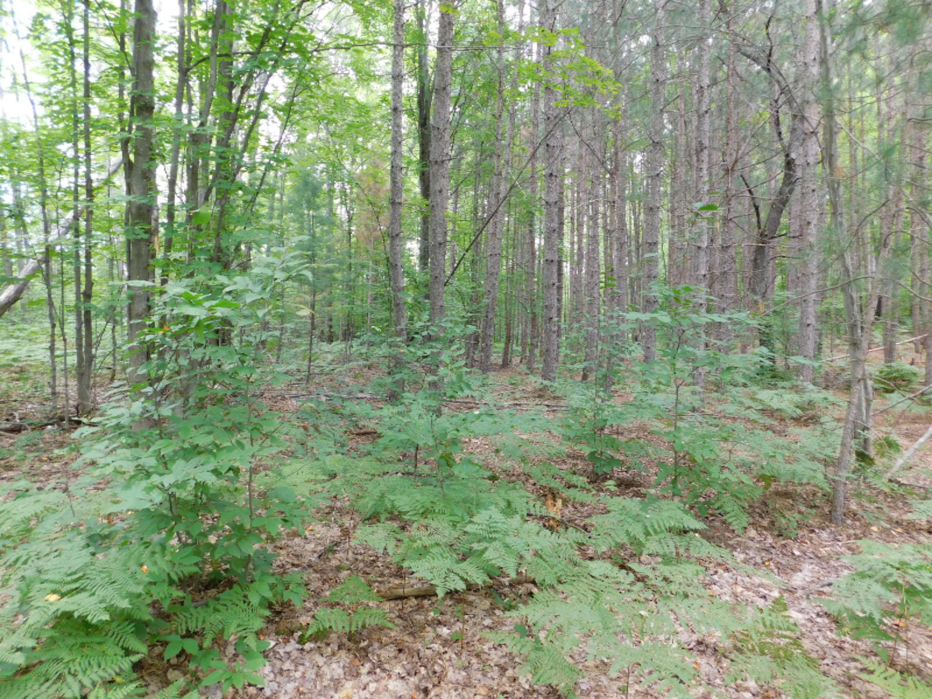 4810 Old Vanderbilt Road Vanderbilt, MI 49795 - Photo 15 of 33 DSCN3292