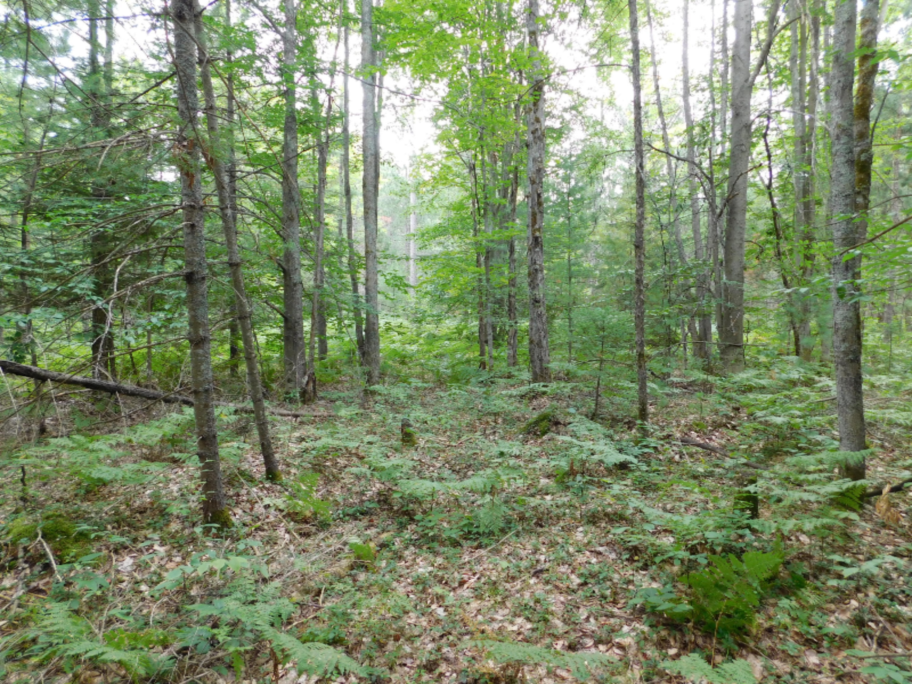 4810 Old Vanderbilt Road Vanderbilt, MI 49795 - Photo 2 of 33 DSCN3274