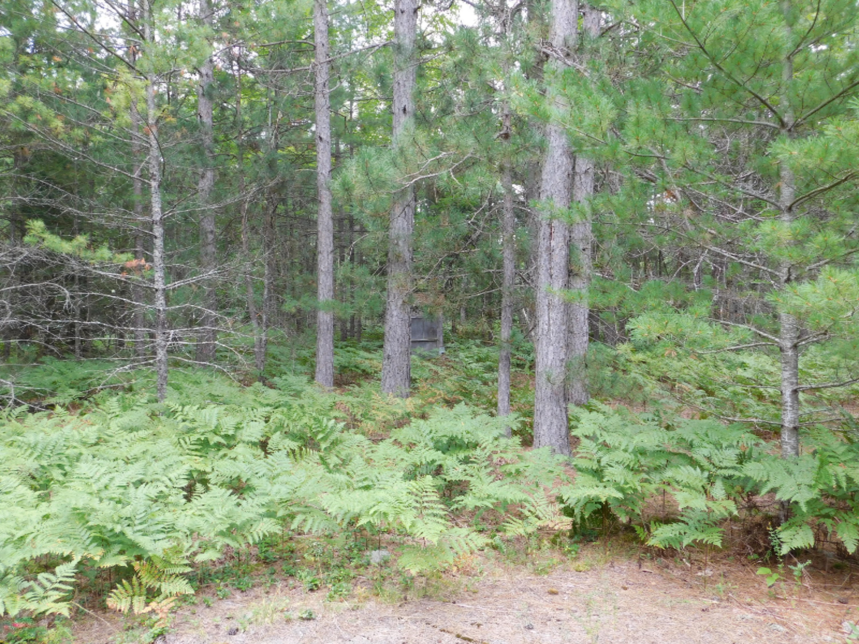 4810 Old Vanderbilt Road Vanderbilt, MI 49795 - Photo 26 of 33 DSCN3312