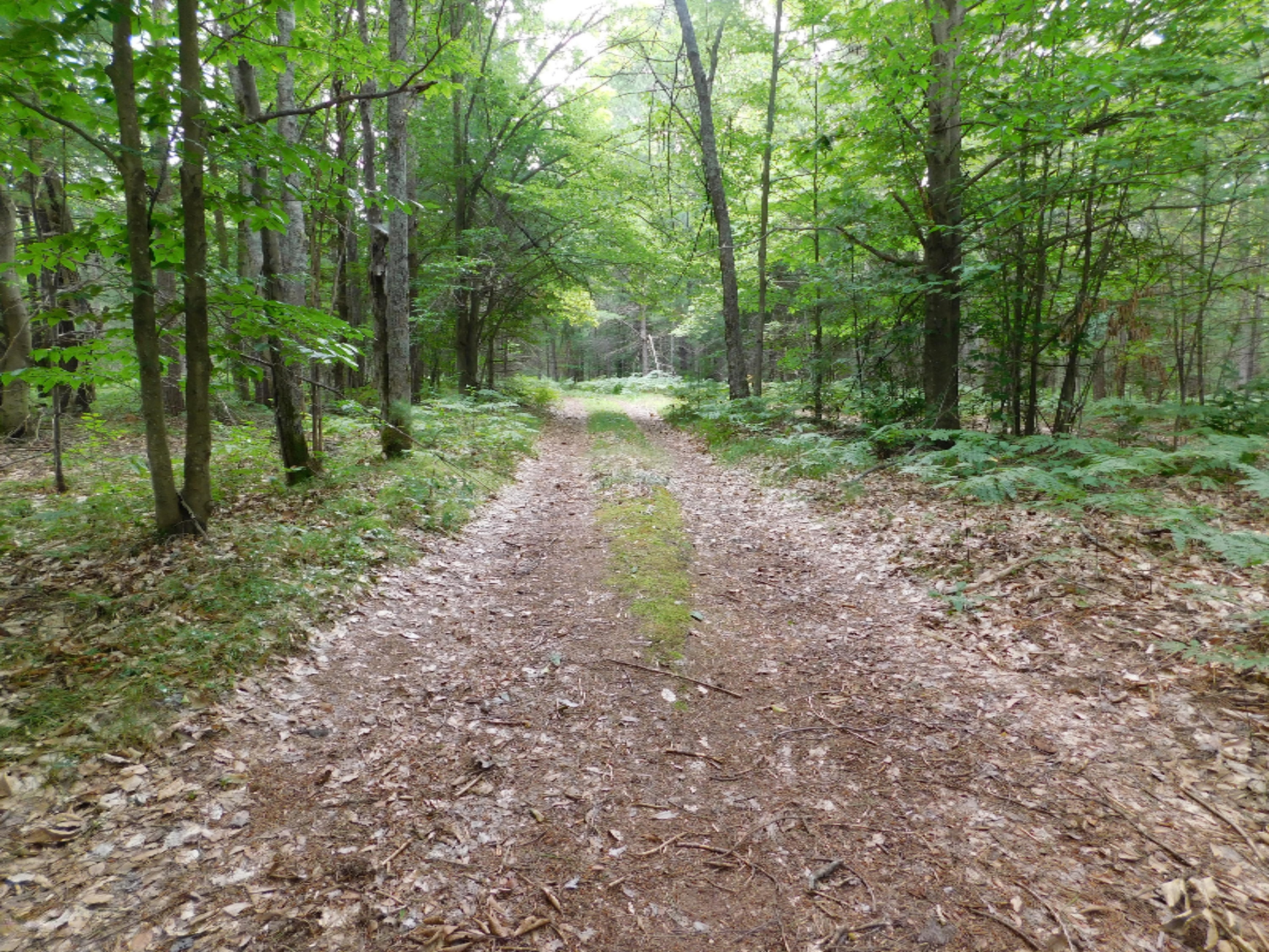 4810 Old Vanderbilt Road Vanderbilt, MI 49795 - Photo 28 of 33 DSCN3314
