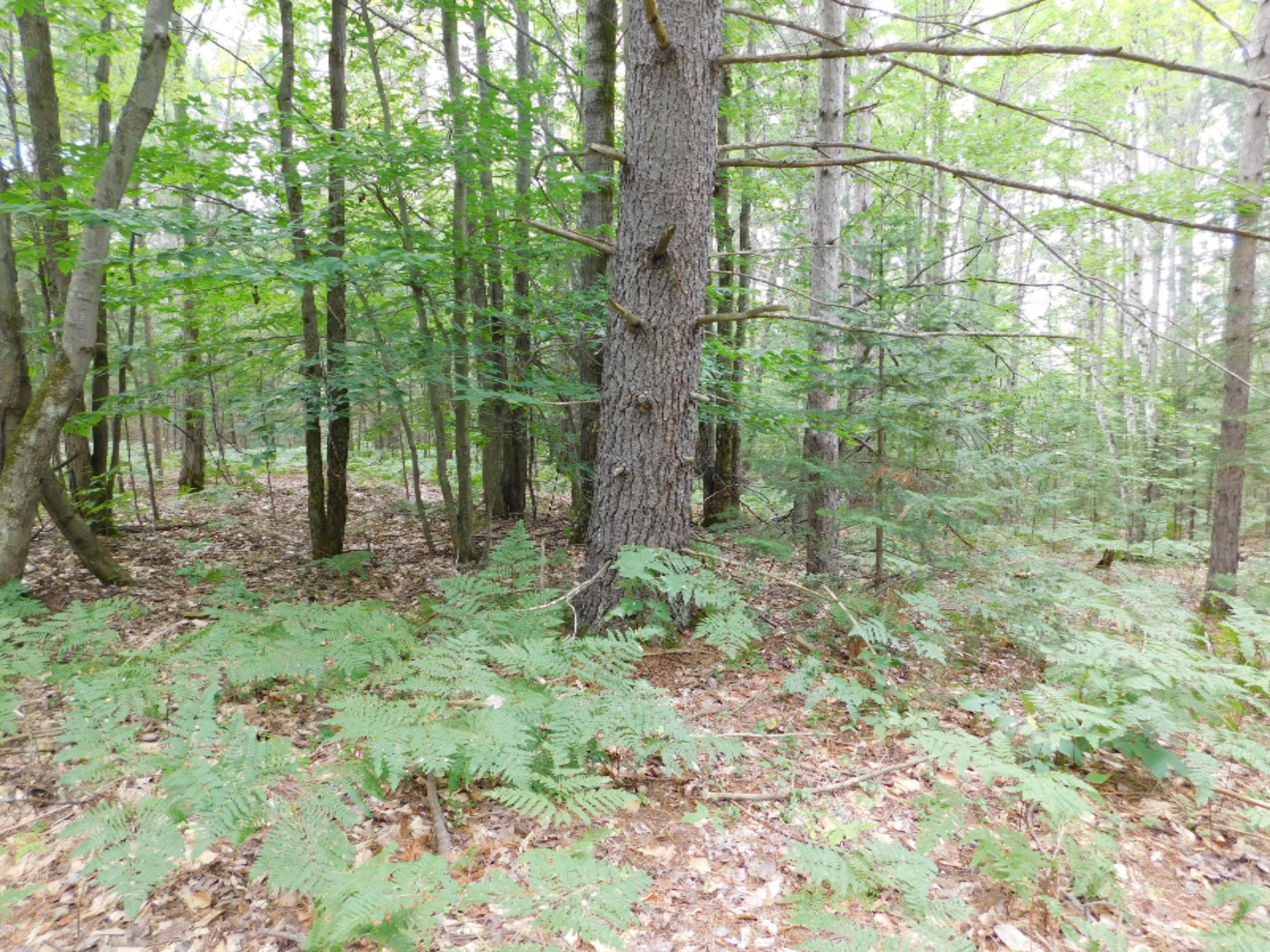 4810 Old Vanderbilt Road Vanderbilt, MI 49795 - Photo 29 of 33 DSCN3315