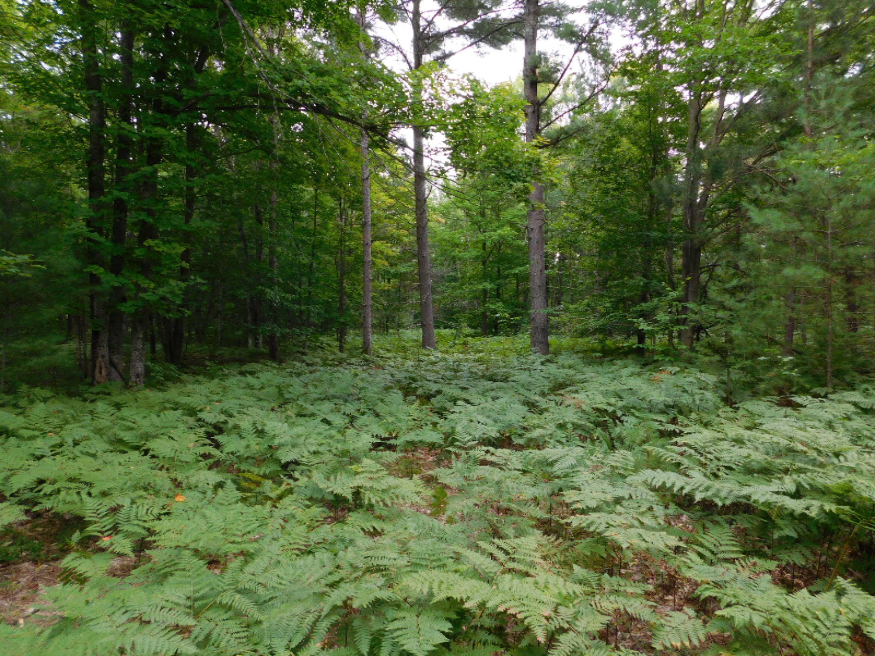 4810 Old Vanderbilt Road Vanderbilt, MI 49795 - Photo 5 of 33 DSCN3279