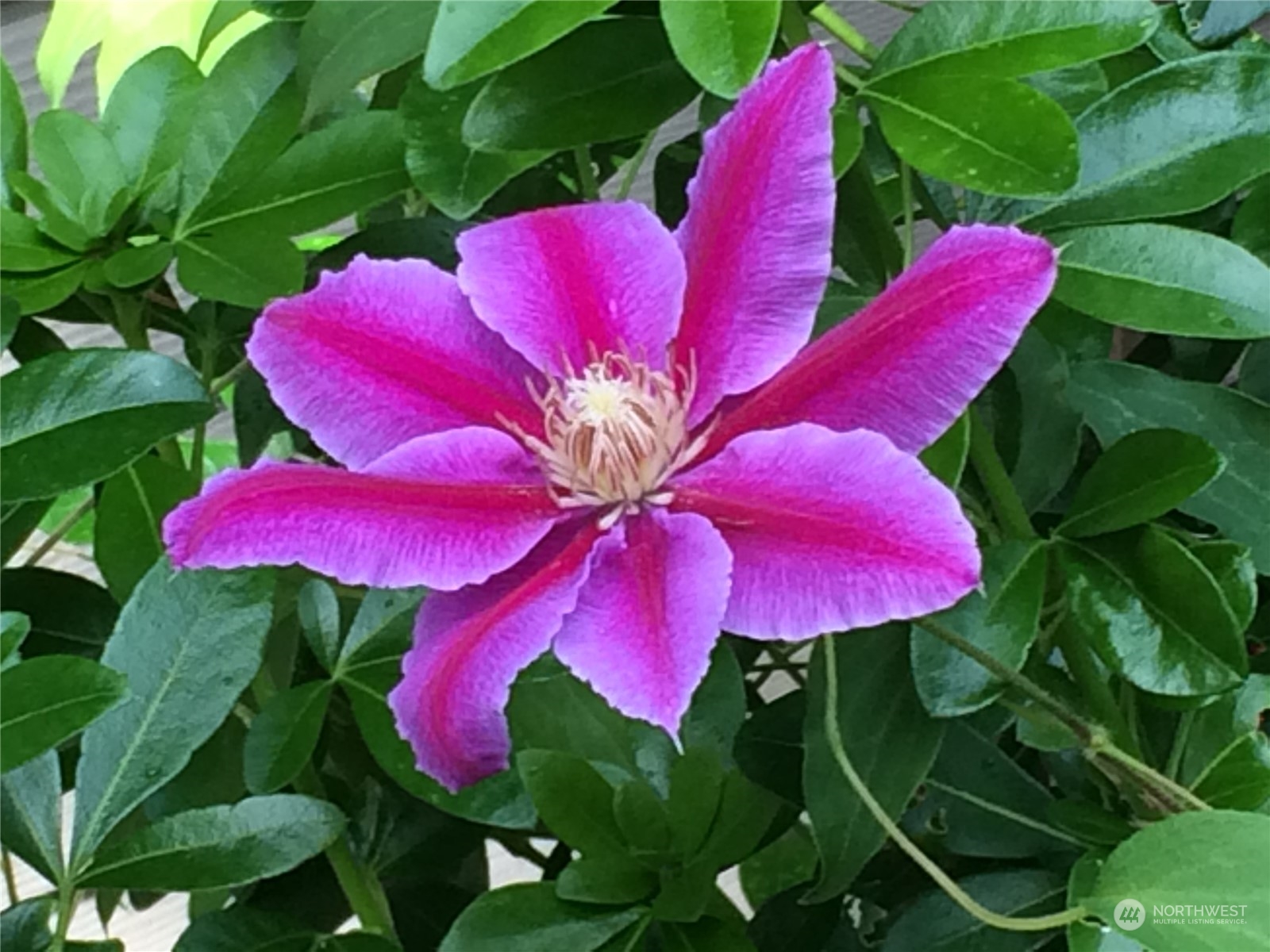 5291 Cape George Road Port Townsend, WA 98368 - Photo 22 of 25 a view of a flower