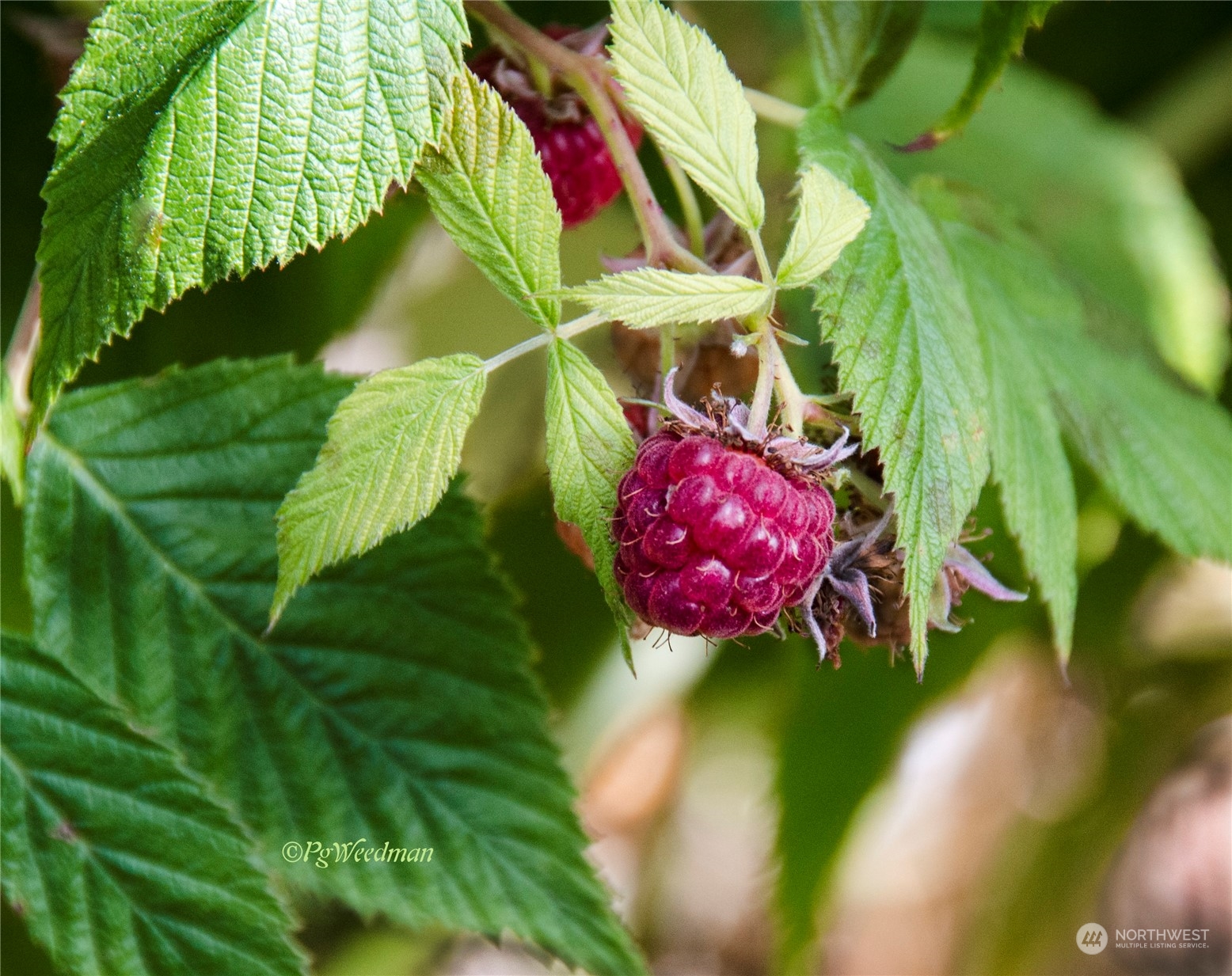 5291 Cape George Road Port Townsend, WA 98368 - Photo 23 of 25 a view of a bunch of flowers