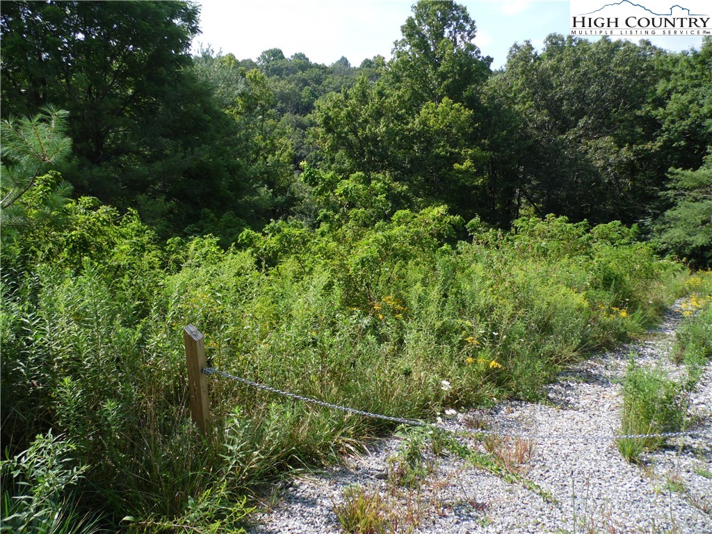Riverside Drive Sparta, NC 28675 - Photo 9 of 9 a view of a lush green forest with lots of trees