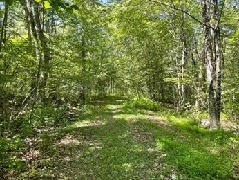 a view of a lush green forest