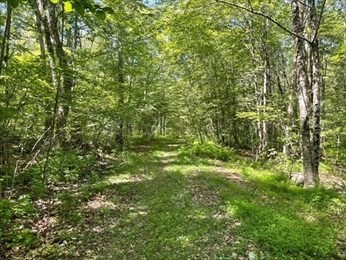 a view of a lush green forest
