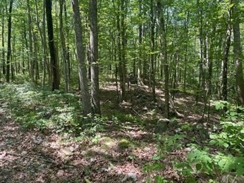 13 Perry Street Douglas, MA 01516 - Photo 2 of 6 a view of forest