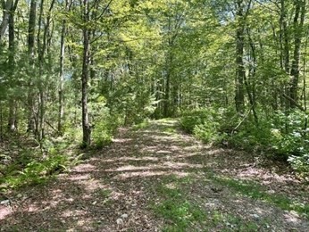 13 Perry Street Douglas, MA 01516 - Photo 5 of 6 a view of a forest with trees in the background