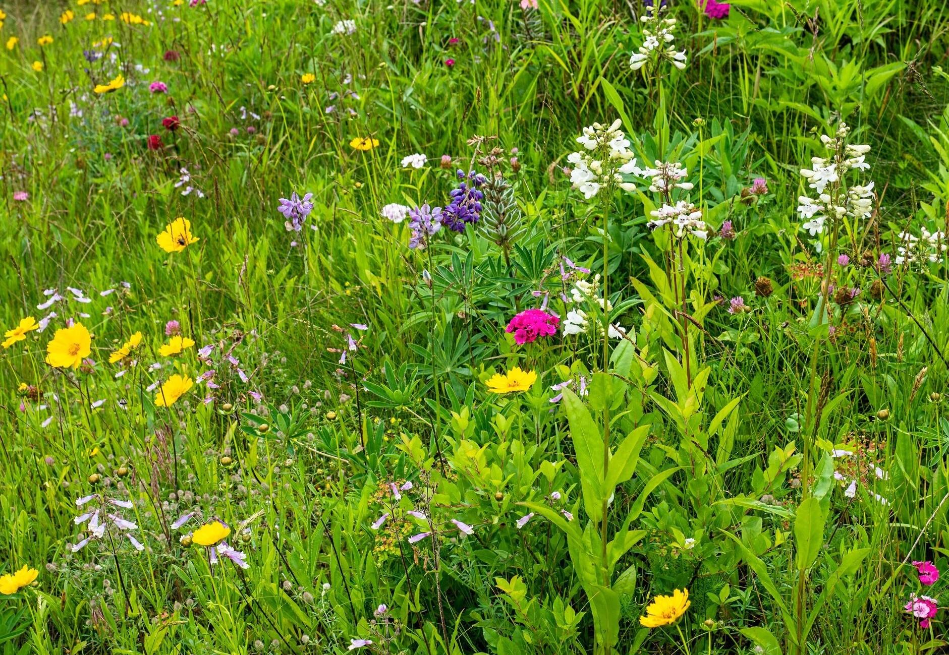 10 Ben's Way Eastham, MA 02642 - Photo 38 of 43 Wildflower meadow