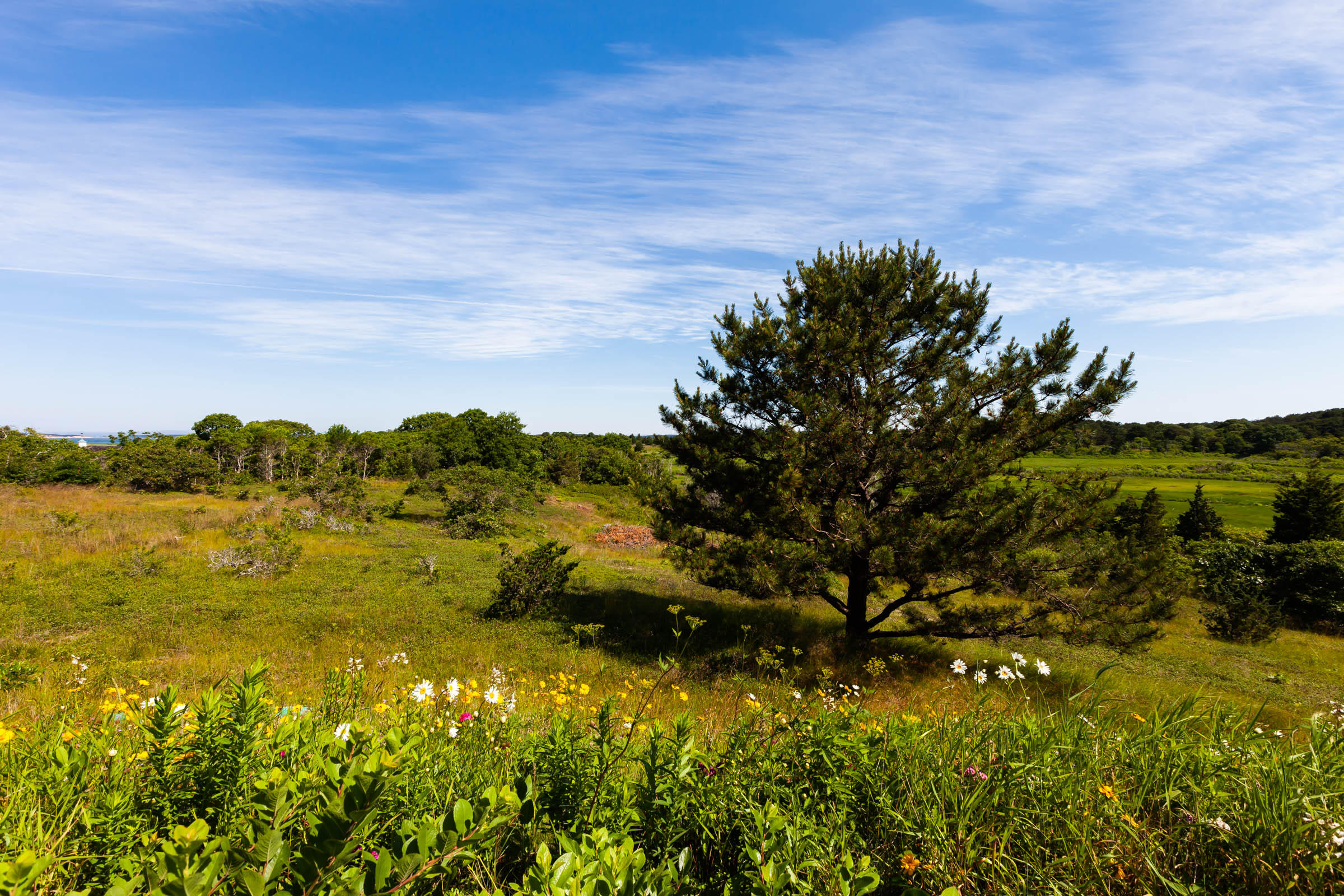 10 Ben's Way Eastham, MA 02642 - Photo 39 of 43 View of Conservation Land