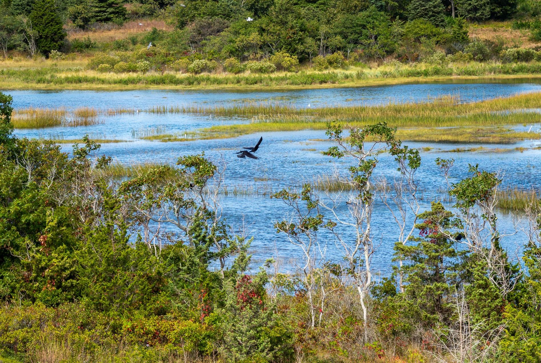 10 Ben's Way Eastham, MA 02642 - Photo 43 of 43 Ben's Way Flora & Fauna