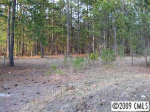 0 Steen Road Mount Croghan, SC 29727 - Photo 7 of 7 a view of a forest filled with trees