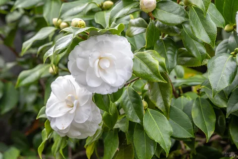 $1,100,000 | 6 Madrona Street, San Rafael, CA 94901