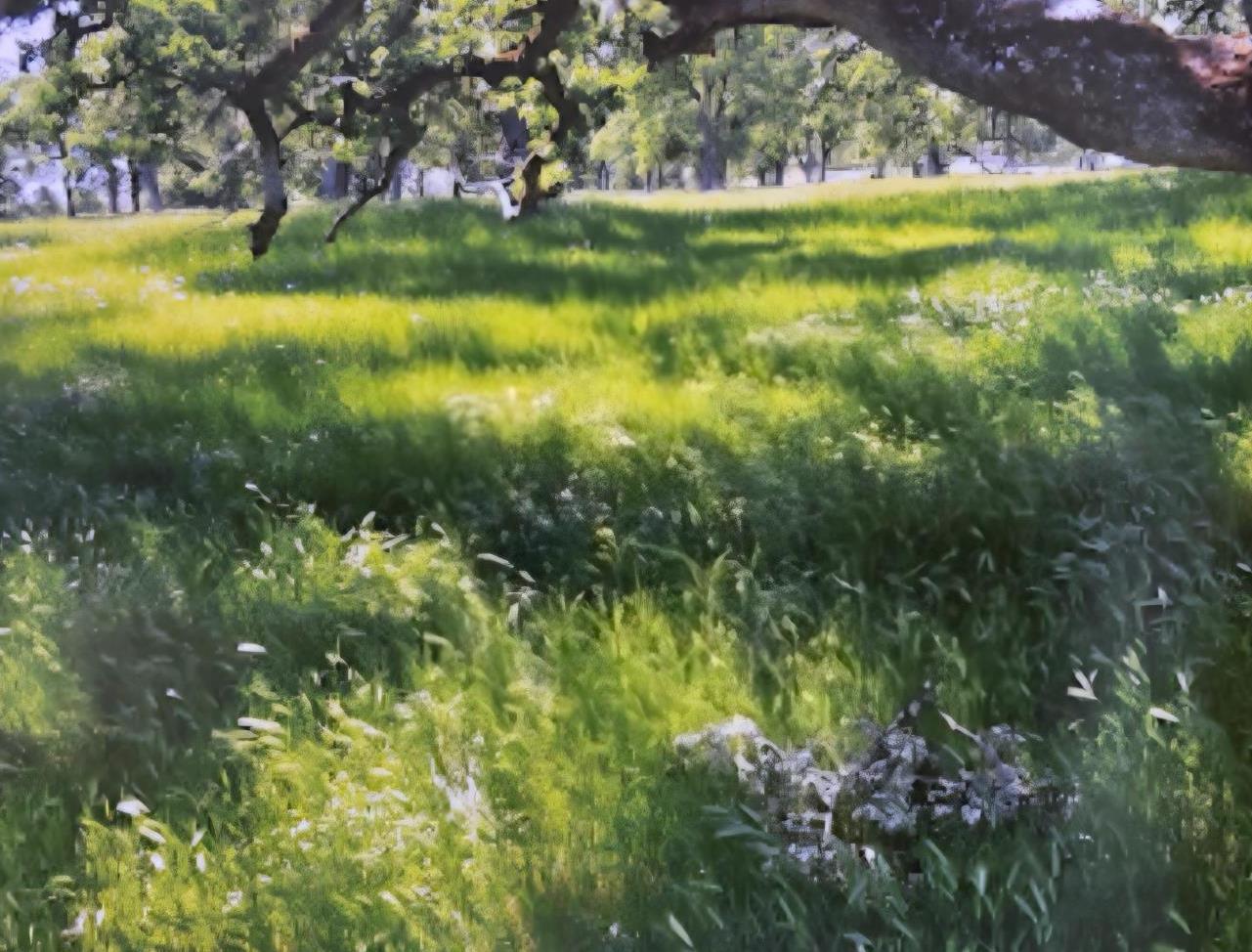 0 Marysville Road Browns Valley, CA 95901 - Photo 23 of 30 a view of yard with green space