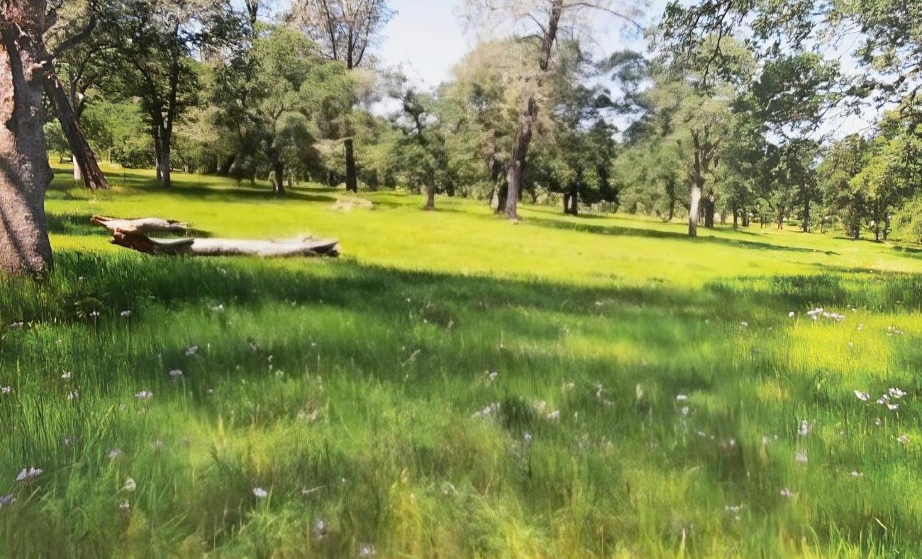 0 Marysville Road Browns Valley, CA 95901 - Photo 24 of 30 a view of swimming pool with a yard and large trees