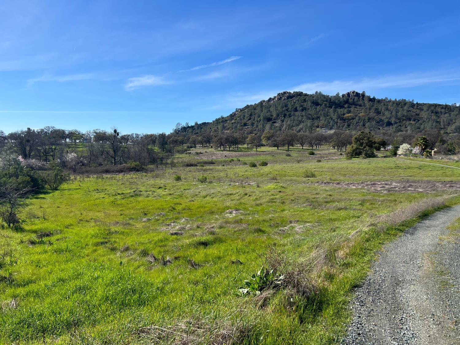 0 Marysville Road Browns Valley, CA 95901 - Photo 29 of 30 a view of a field with a tree in the background