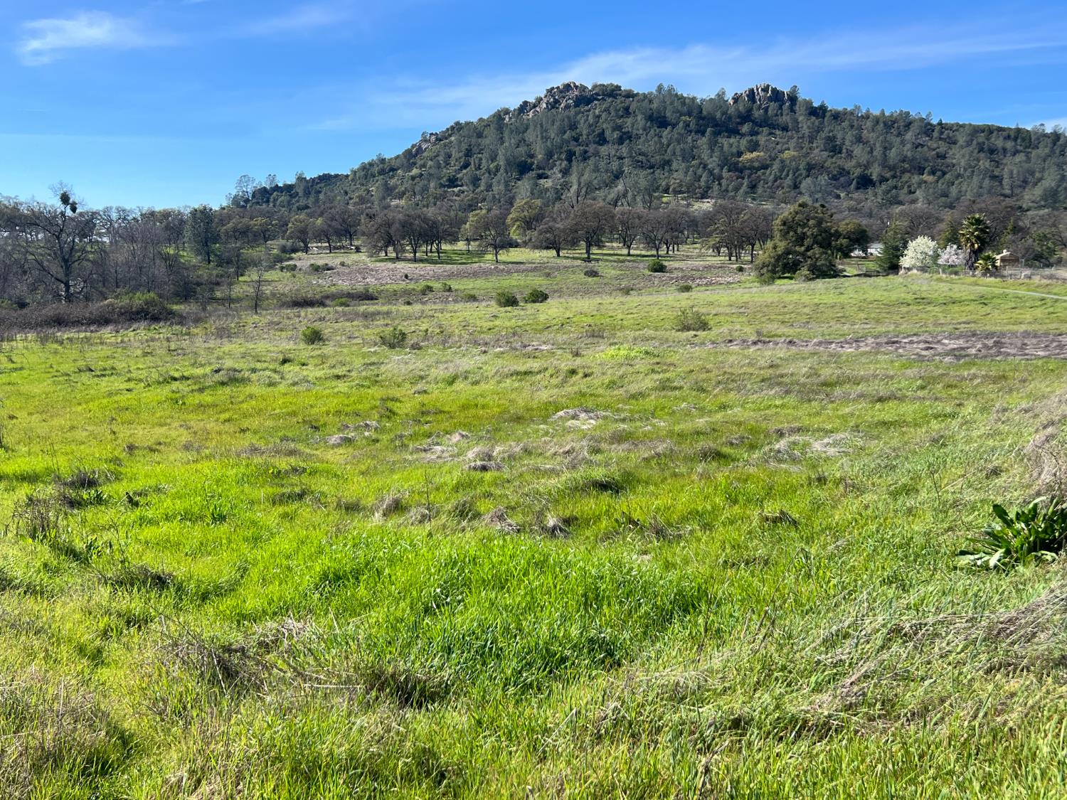 0 Marysville Road Browns Valley, CA 95901 - Photo 30 of 30 a view of a field with a tree in the background