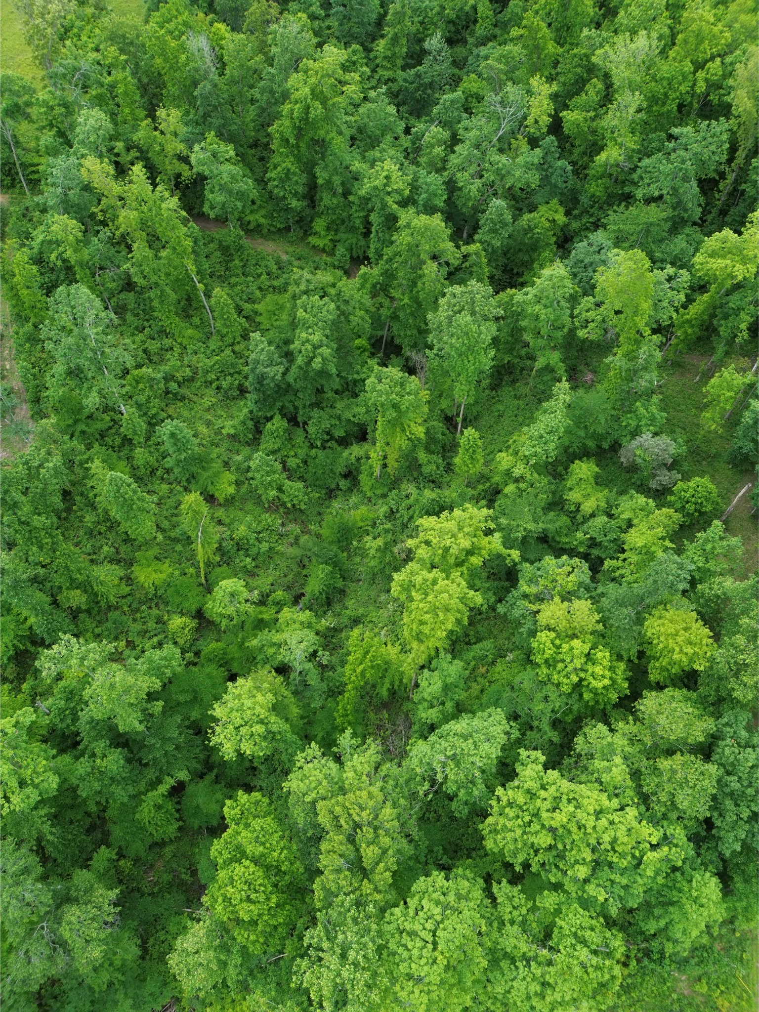 514 Doy Road White Bluff, TN 37187 - Photo 57 of 57 a view of a lush green forest