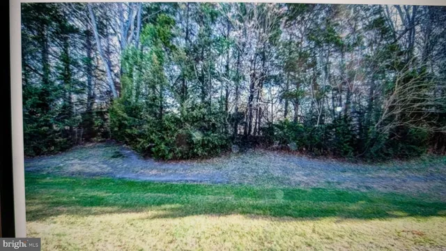 a view of a yard with plants and large trees