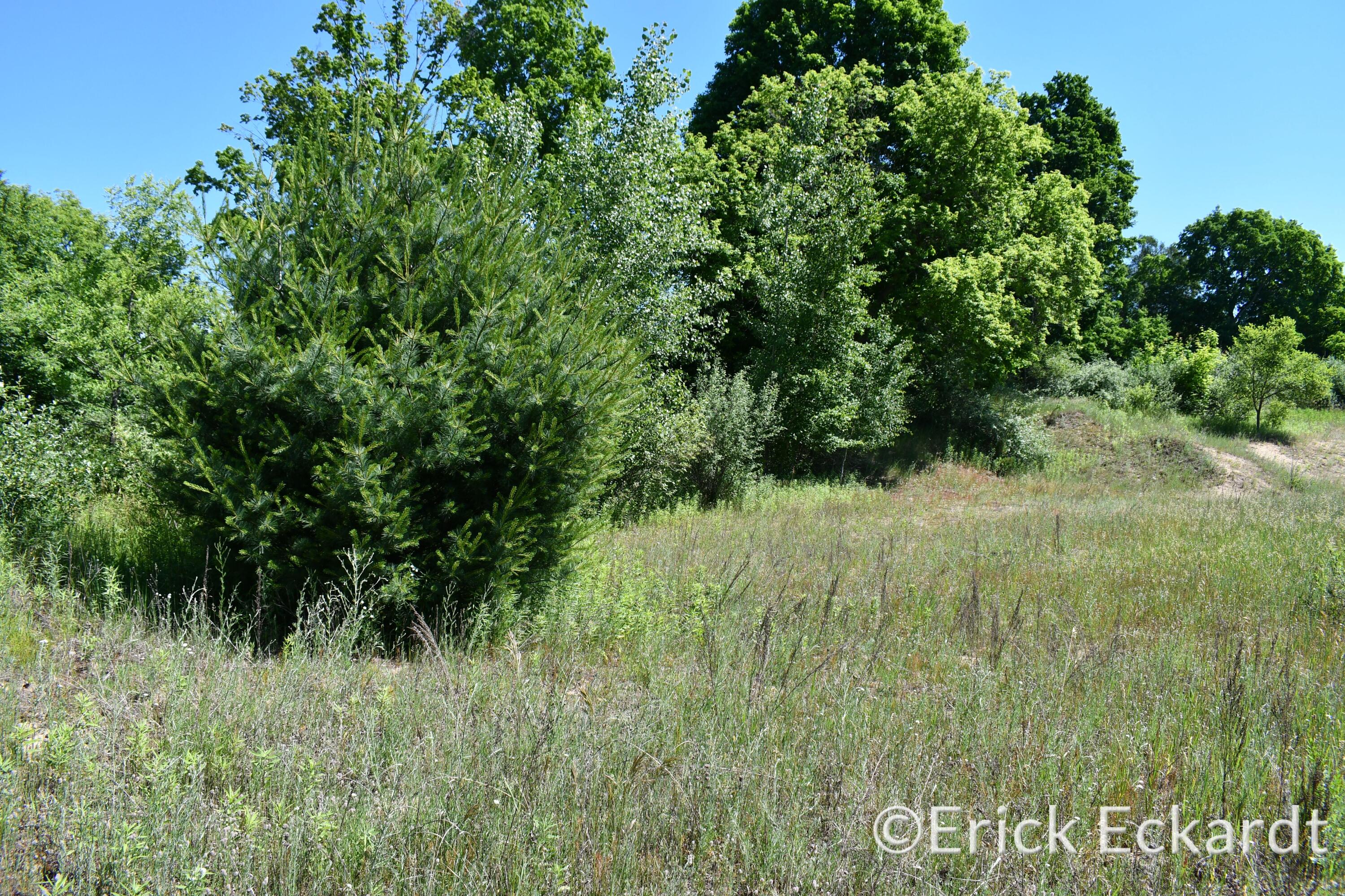 18087 Pierce Road Stanwood, MI 49346 - Photo 16 of 17 DSC_2420