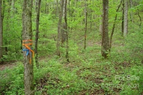 99999 Tanasee Gap Road Balsam Grove, NC 28708 - Photo 4 of 7 Gallery Image 4